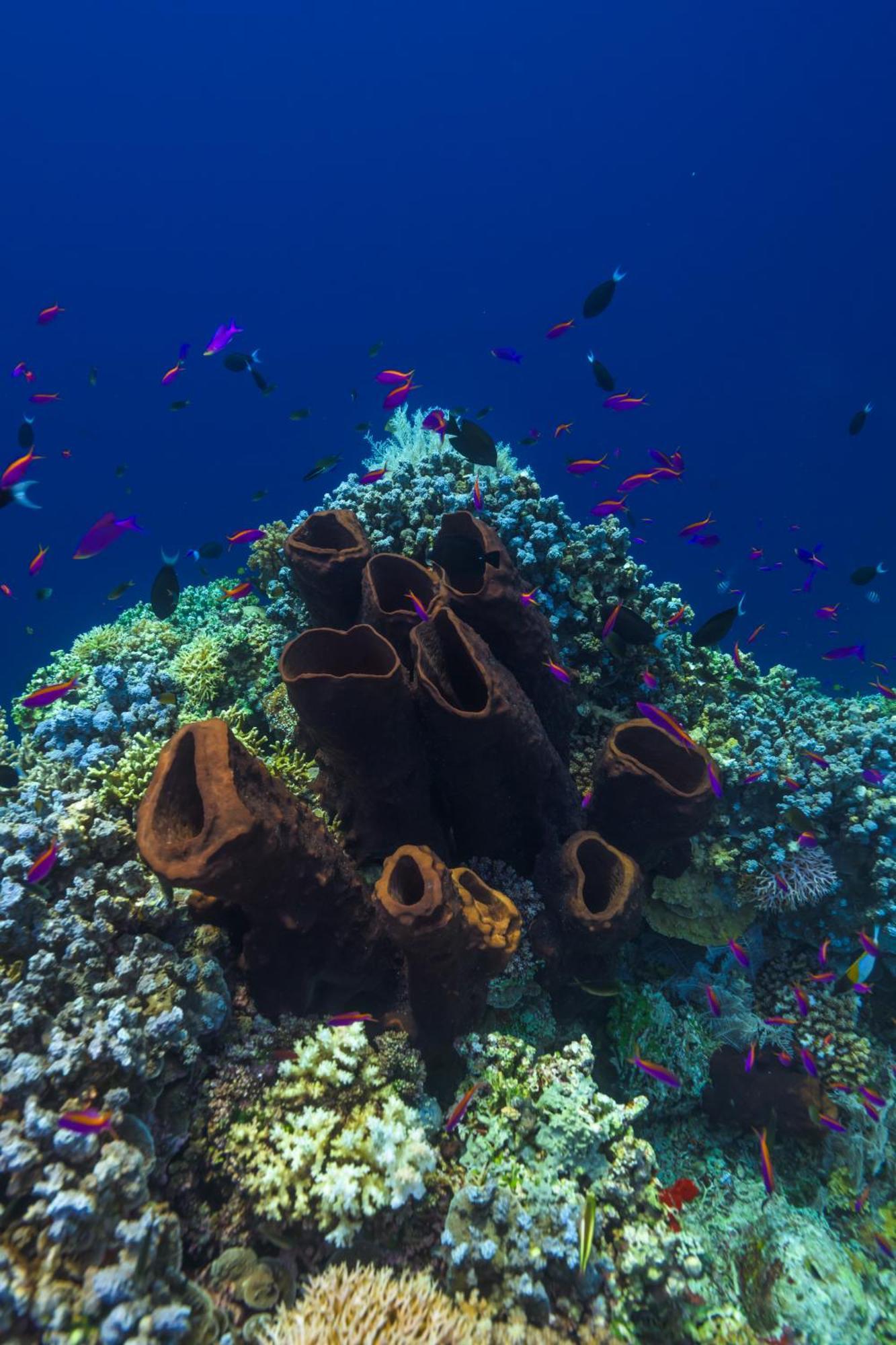 Reconnect - Private Island Resort & Dive Center Togean - Buka Buka Island Ampana Eksteriør bilde