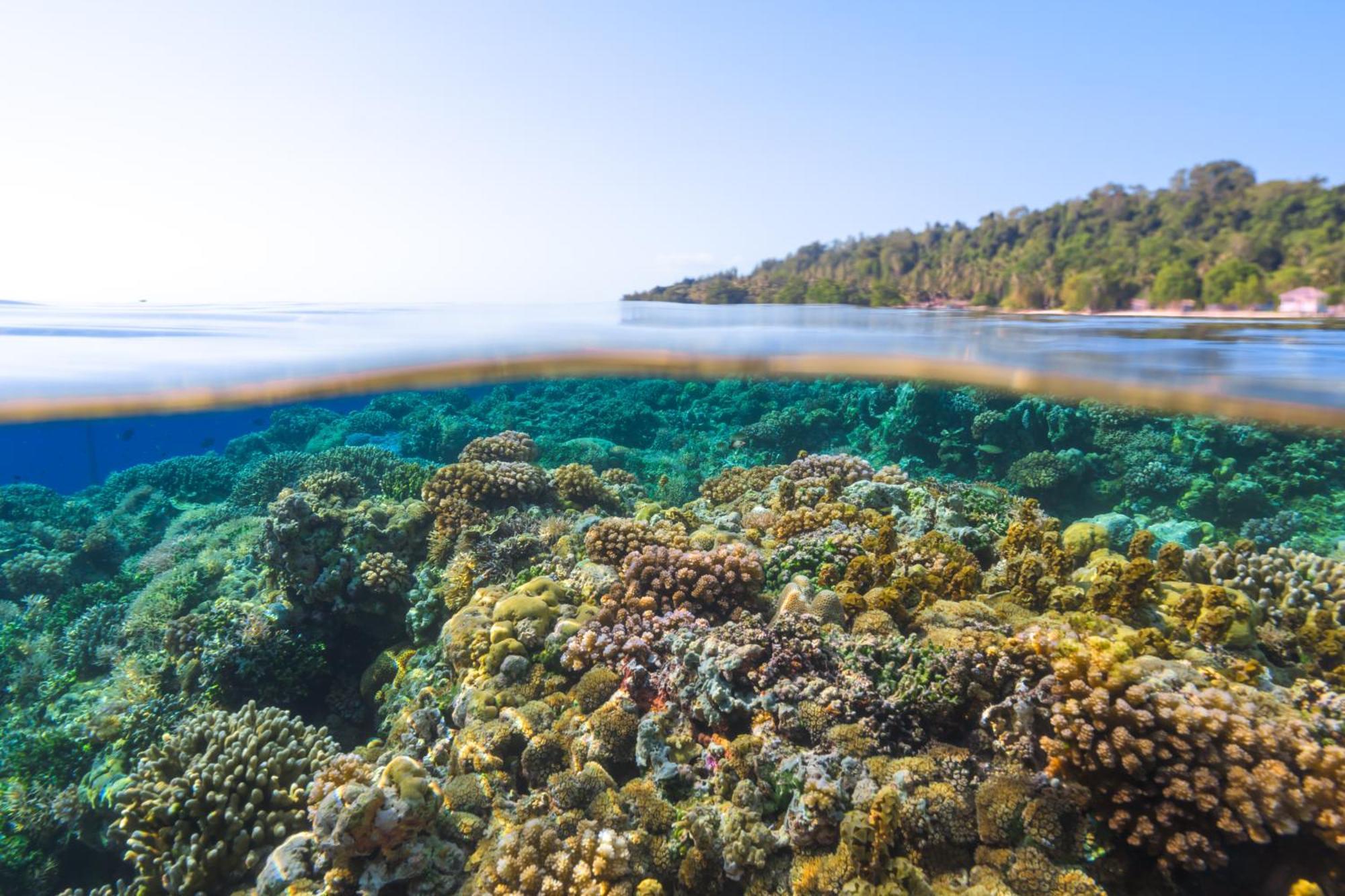 Reconnect - Private Island Resort & Dive Center Togean - Buka Buka Island Ampana Eksteriør bilde