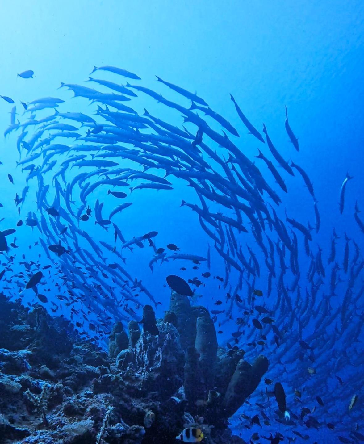 Reconnect - Private Island Resort & Dive Center Togean - Buka Buka Island Ampana Eksteriør bilde