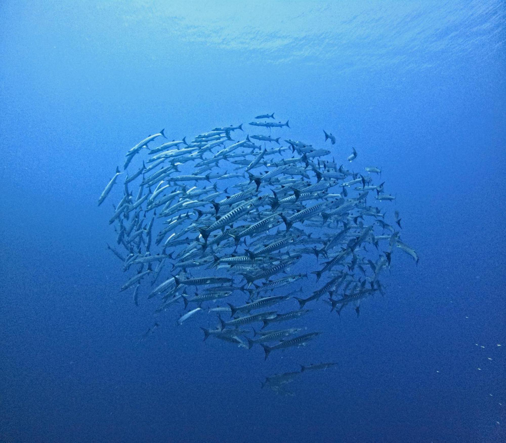 Reconnect - Private Island Resort & Dive Center Togean - Buka Buka Island Ampana Eksteriør bilde