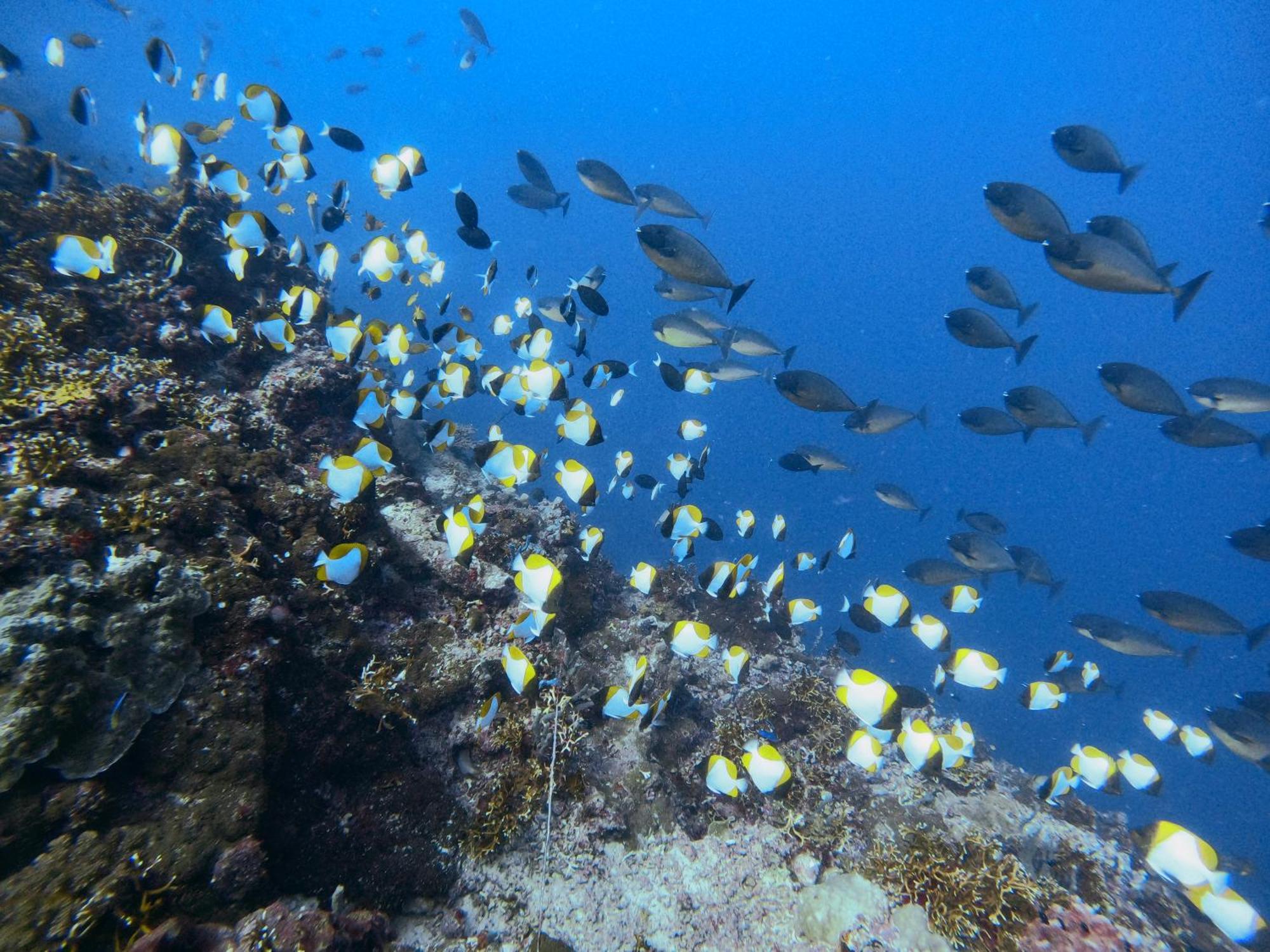 Reconnect - Private Island Resort & Dive Center Togean - Buka Buka Island Ampana Eksteriør bilde